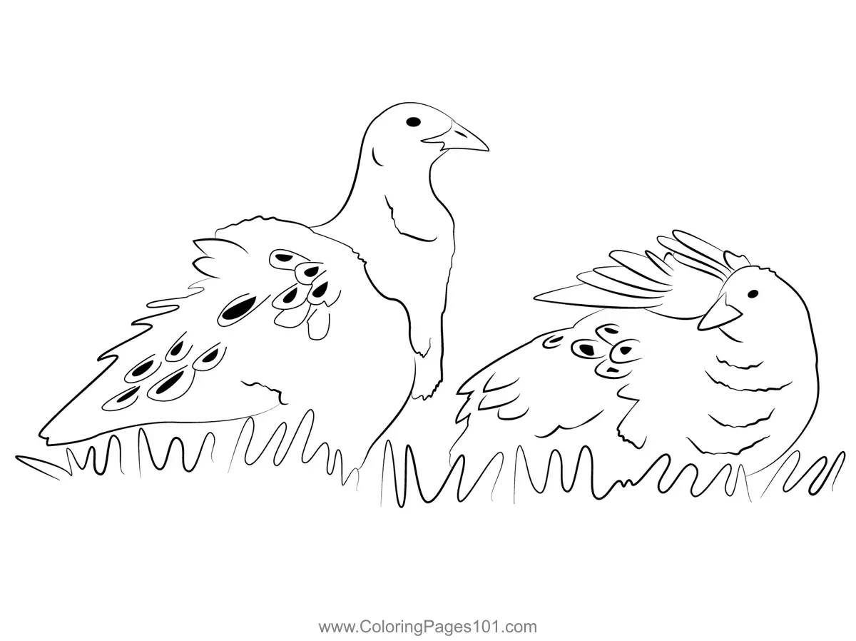 Rails crakes and coots Coloring Pages 5