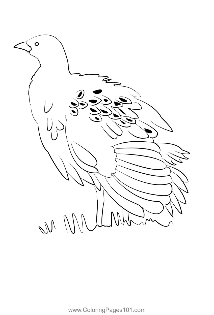 Rails crakes and coots Coloring Pages 6