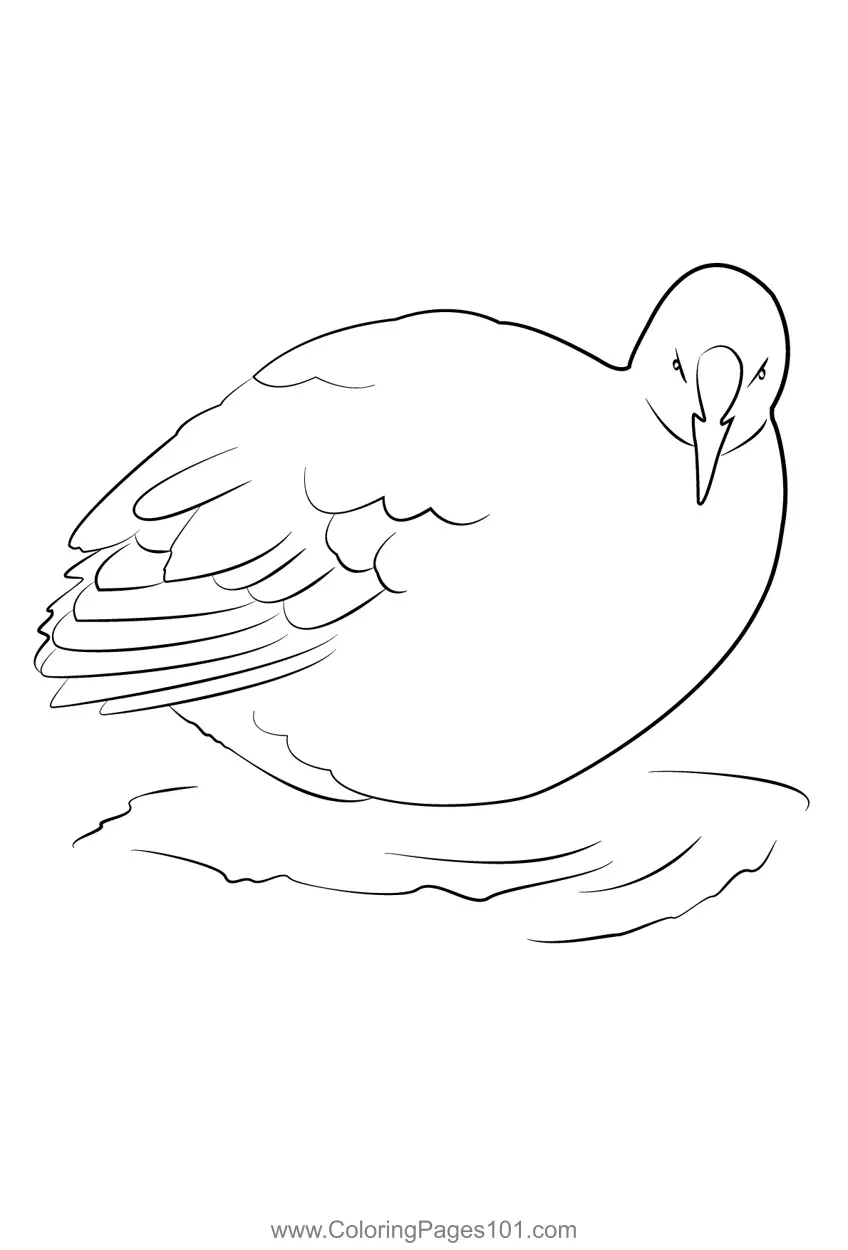 Rails crakes and coots Coloring Pages 9