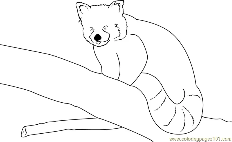 Red Panda Coloring Pages 9