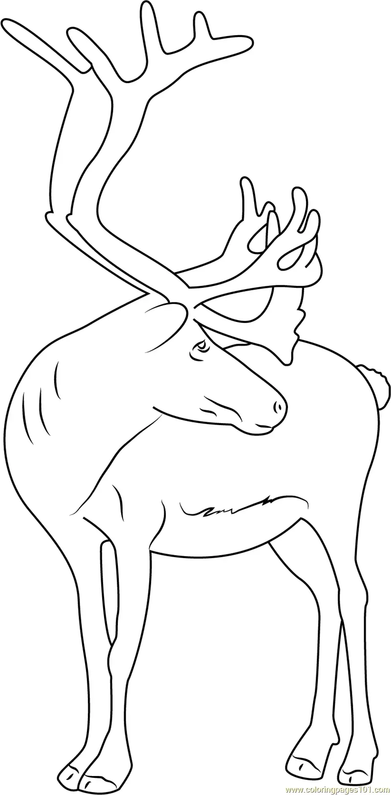 Reindeer Coloring Pages 3