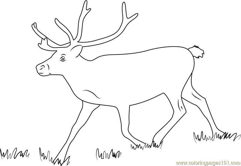 Reindeer Coloring Pages 7