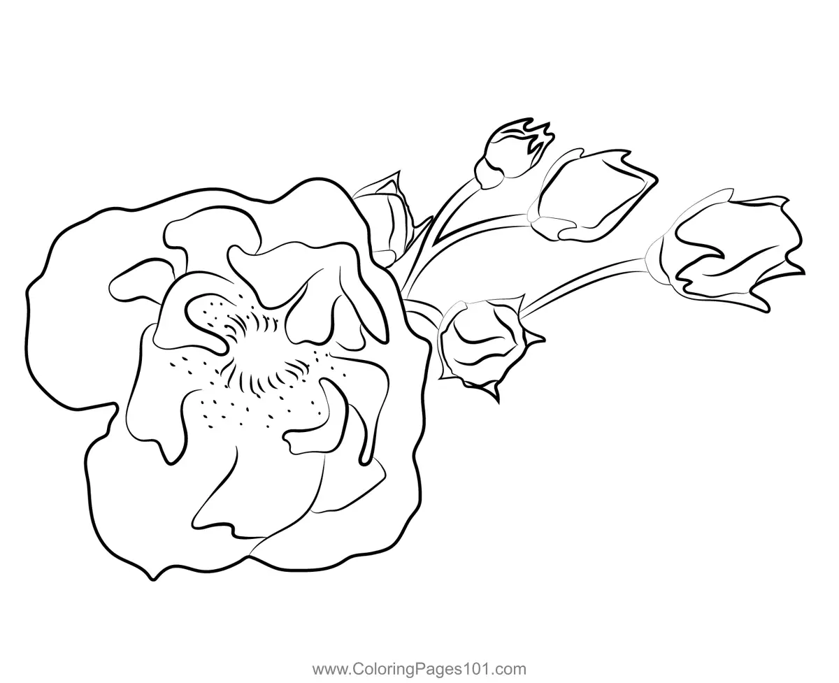 Rose Coloring Pages 4