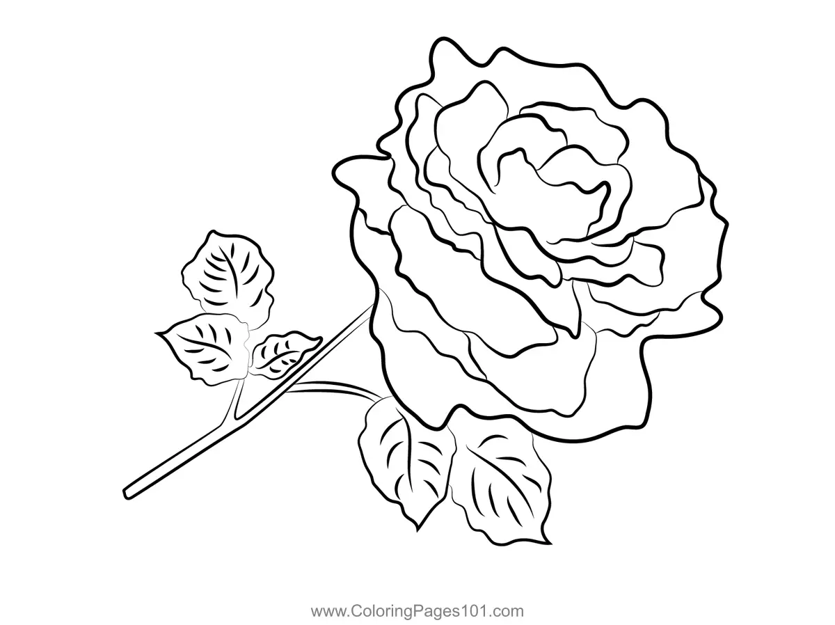 Rose Coloring Pages 8