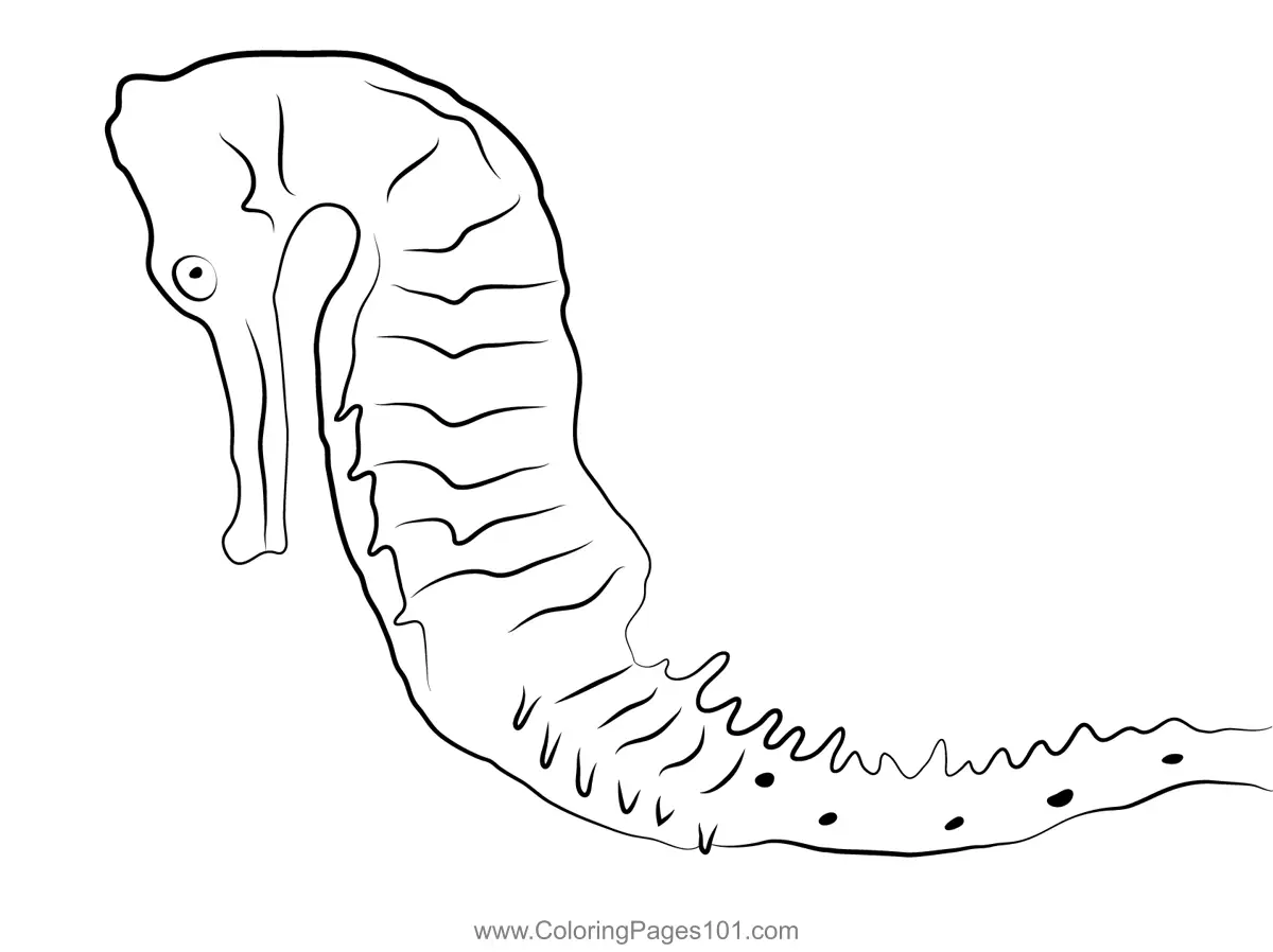 Seahorses Coloring Pages 1