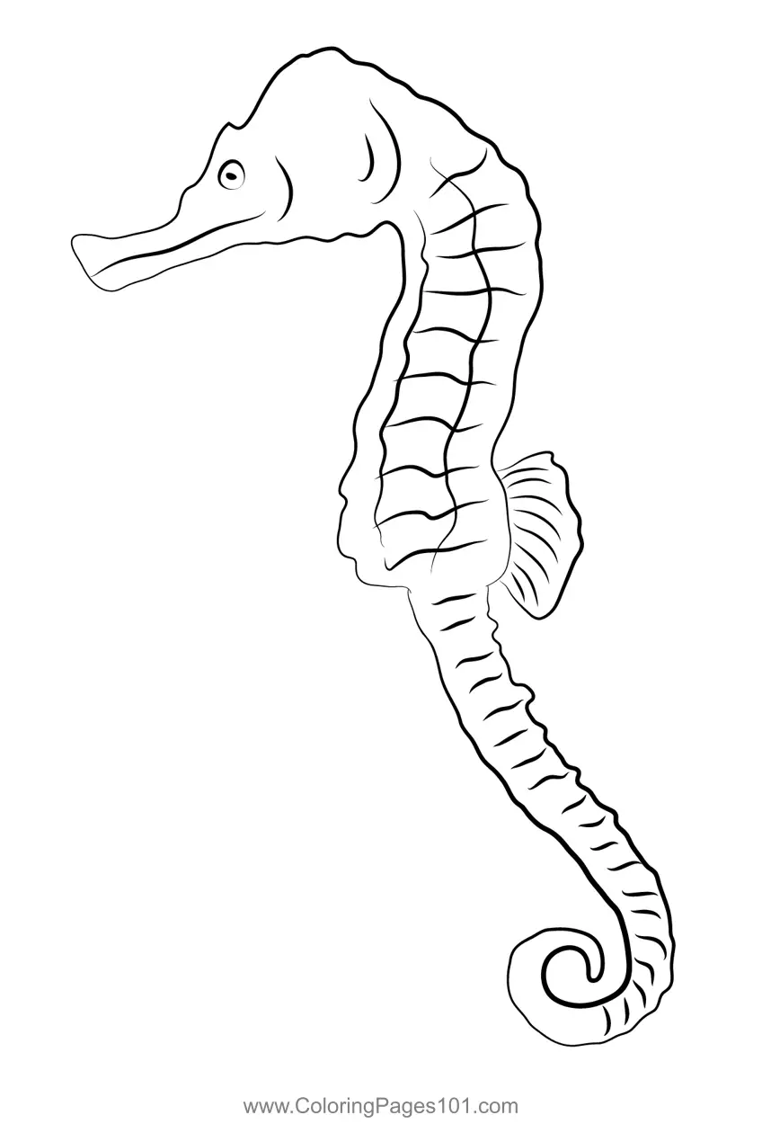 Seahorses Coloring Pages 2
