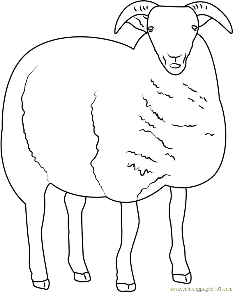 Sheep Coloring Pages 10