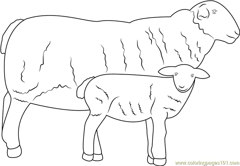Sheep Coloring Pages 11