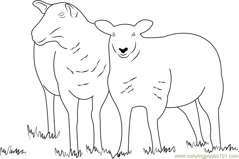 Sheep Coloring Pages 6