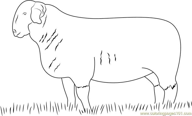 Sheep Coloring Pages 7