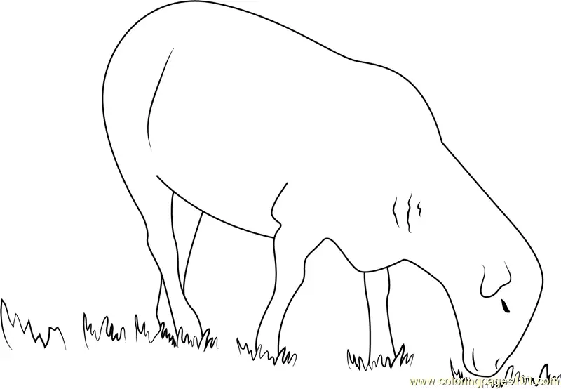 Sheep Coloring Pages 9