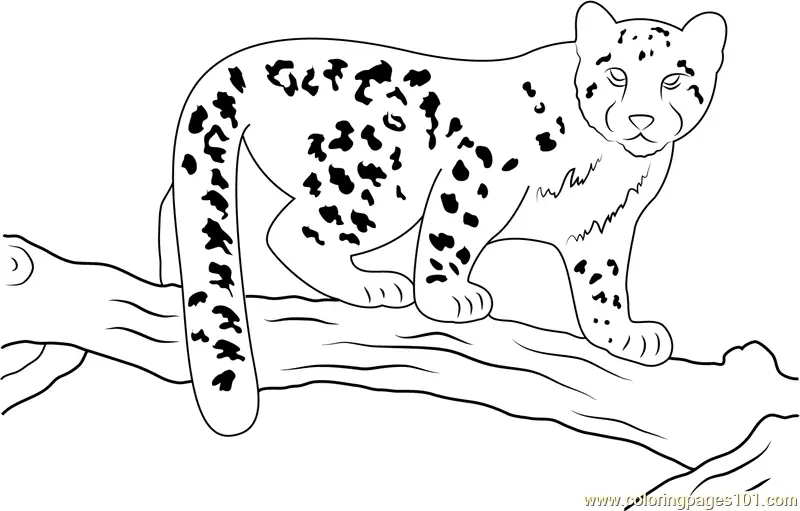 Snow Leopard Coloring Pages 11
