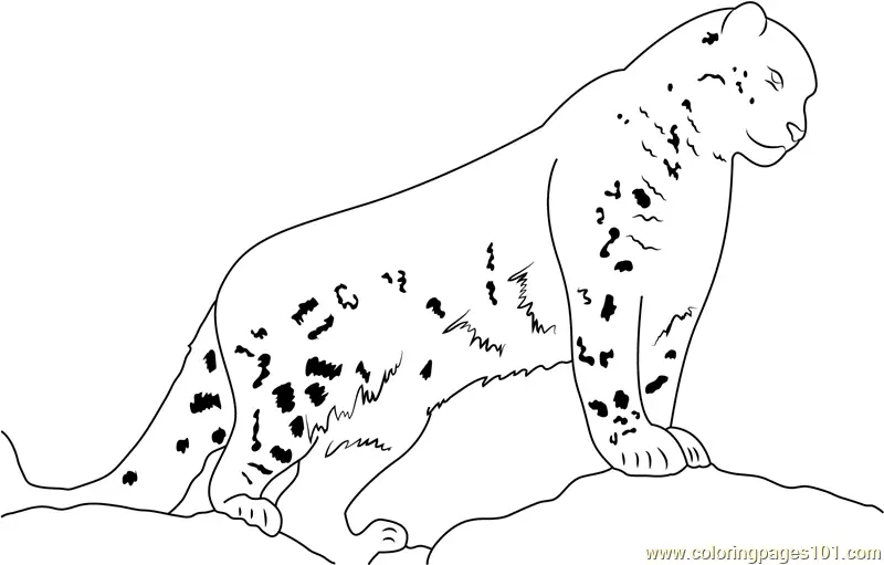 Snow Leopard Coloring Pages 3
