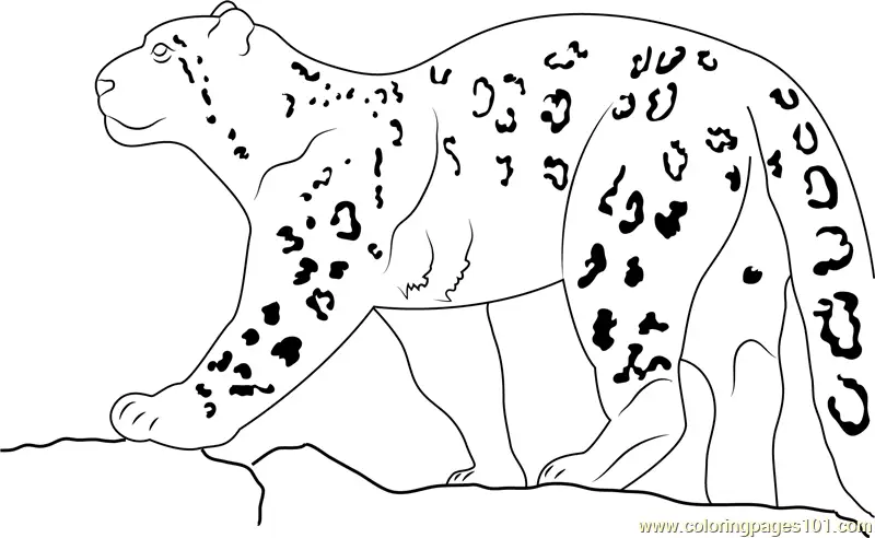 Snow Leopard Coloring Pages 4