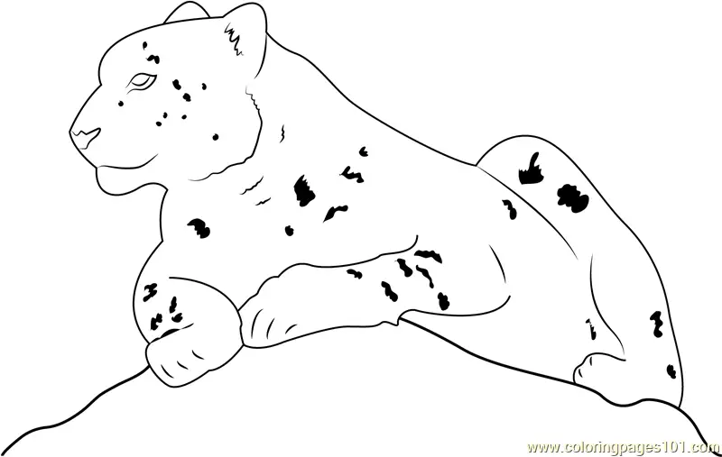 Snow Leopard Coloring Pages 5