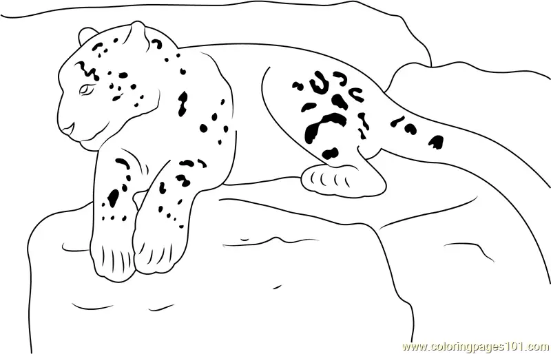 Snow Leopard Coloring Pages 6