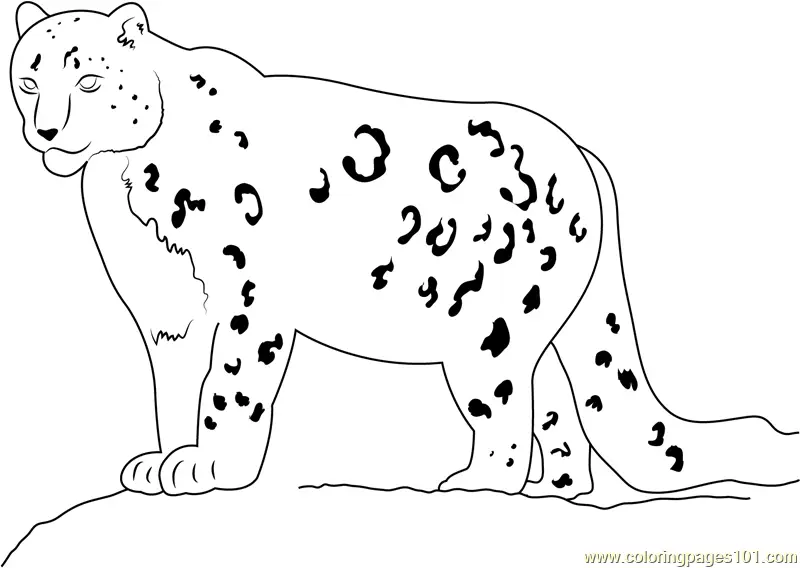 Snow Leopard Coloring Pages 7