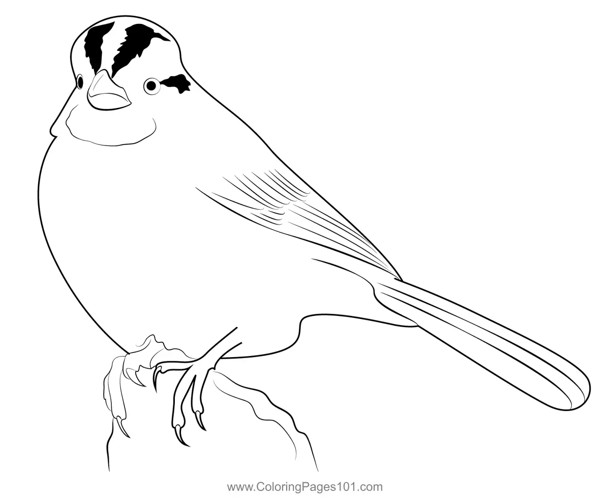 Sparrows Coloring Pages 1