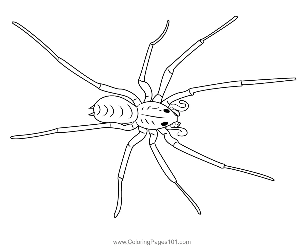 Spiders Coloring Pages 11