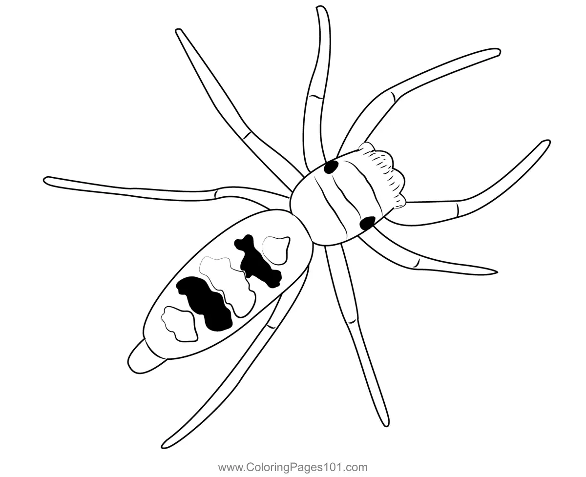Spiders Coloring Pages