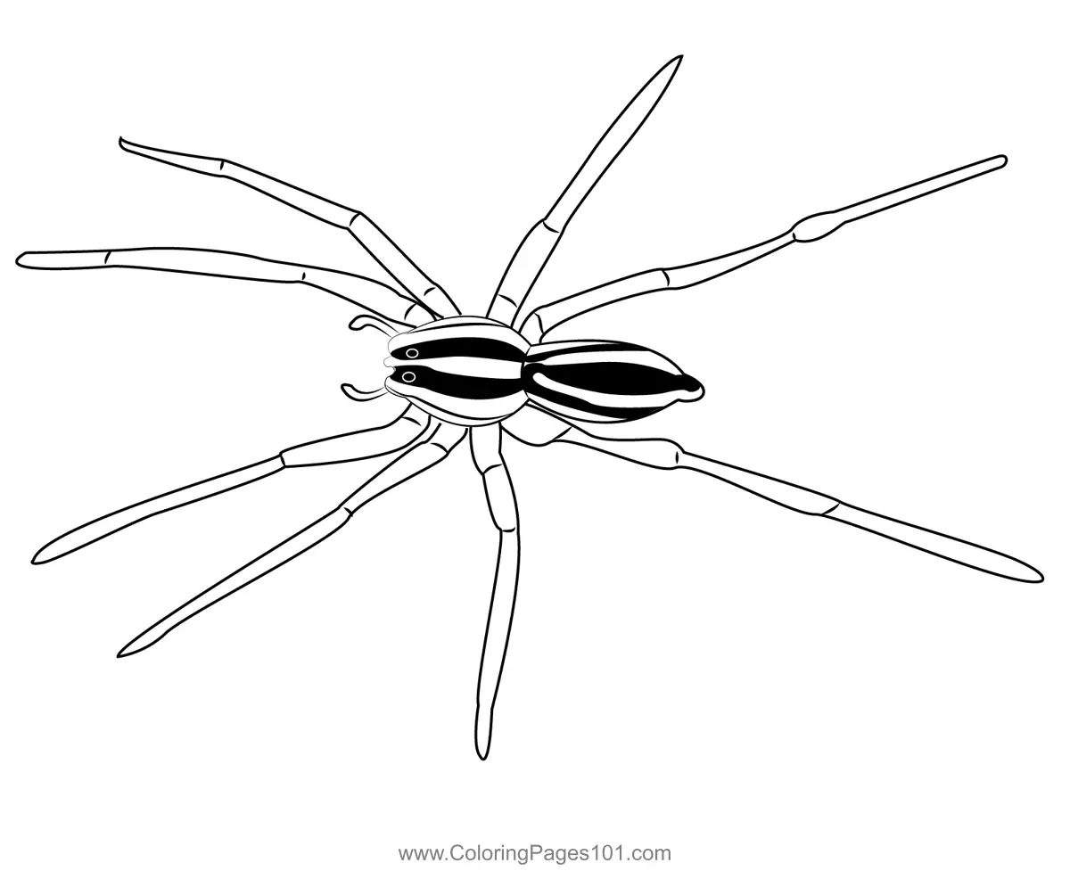 Spiders Coloring Pages 3