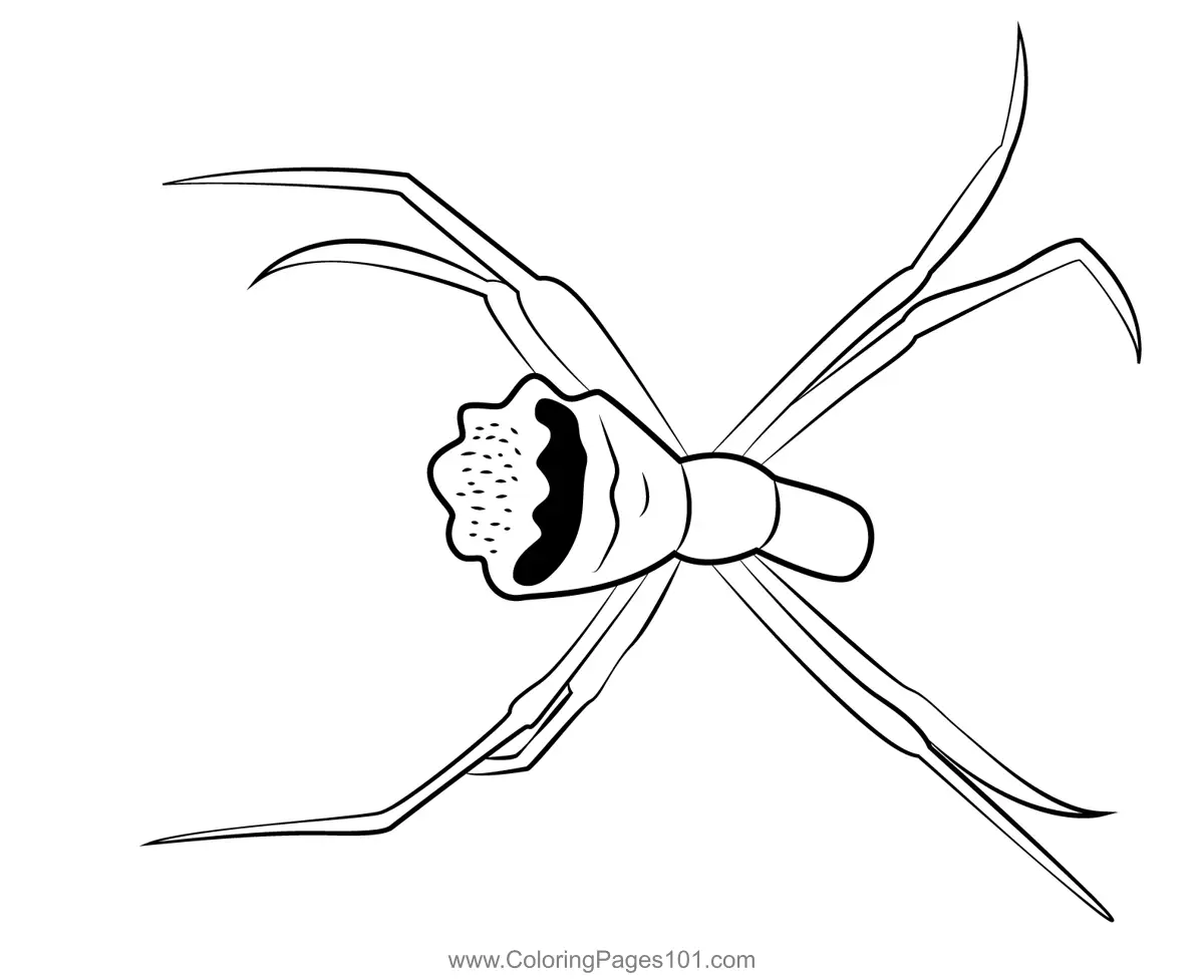 Spiders Coloring Pages 4