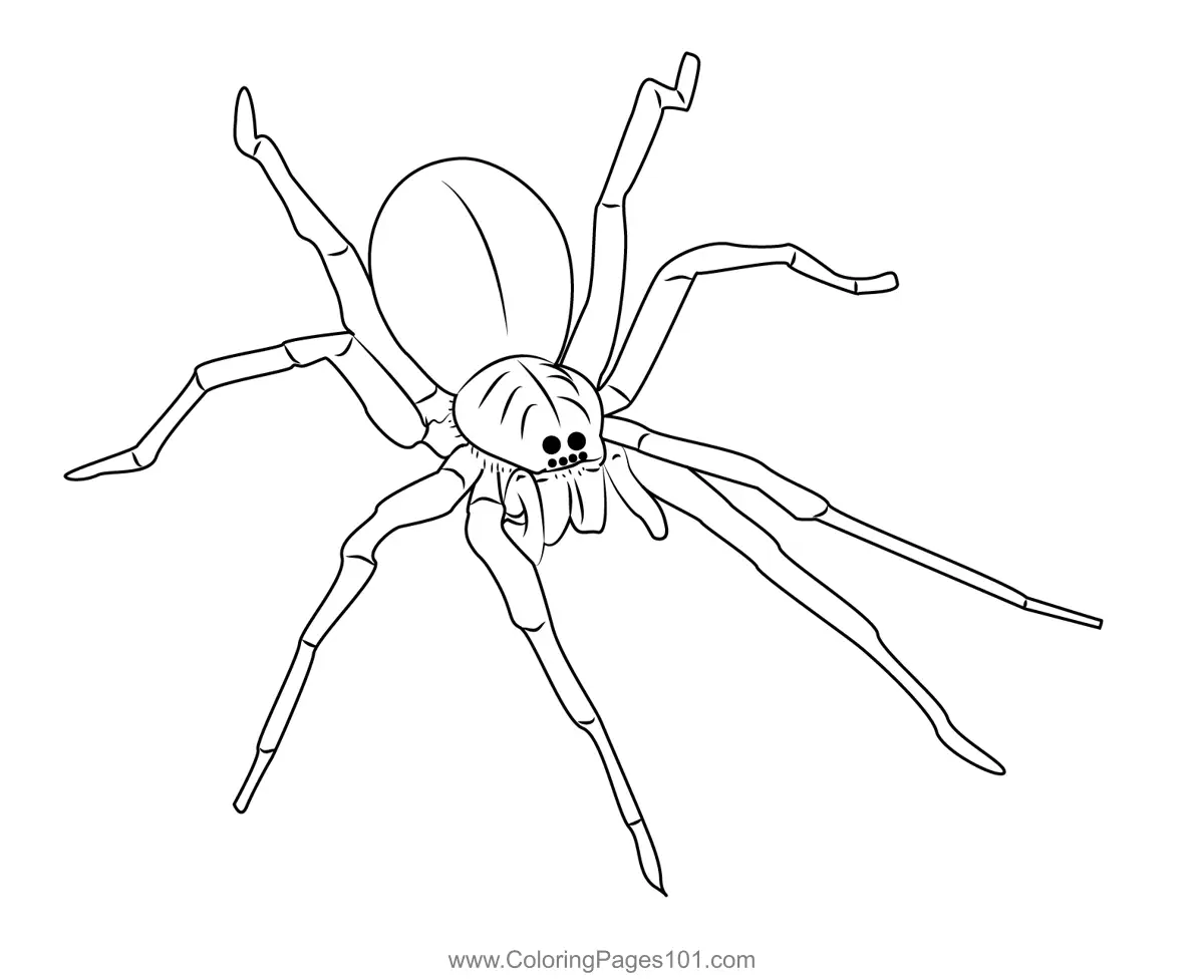 Spiders Coloring Pages 9