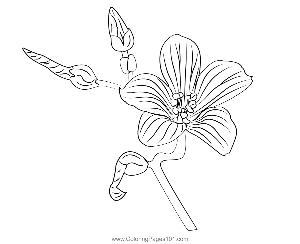 St Johns worts Coloring Pages 1