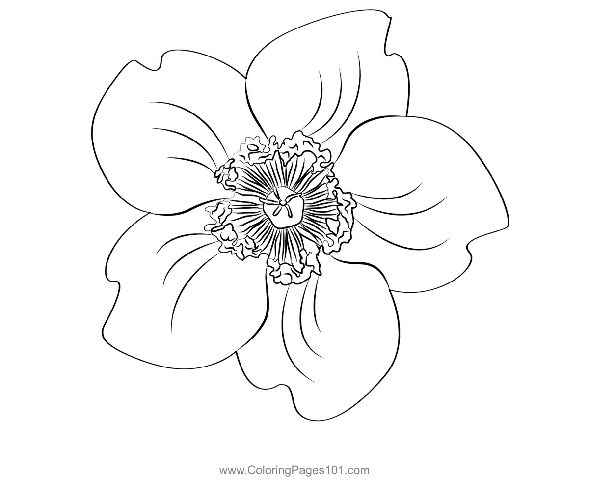 St Johns worts Coloring Pages 2
