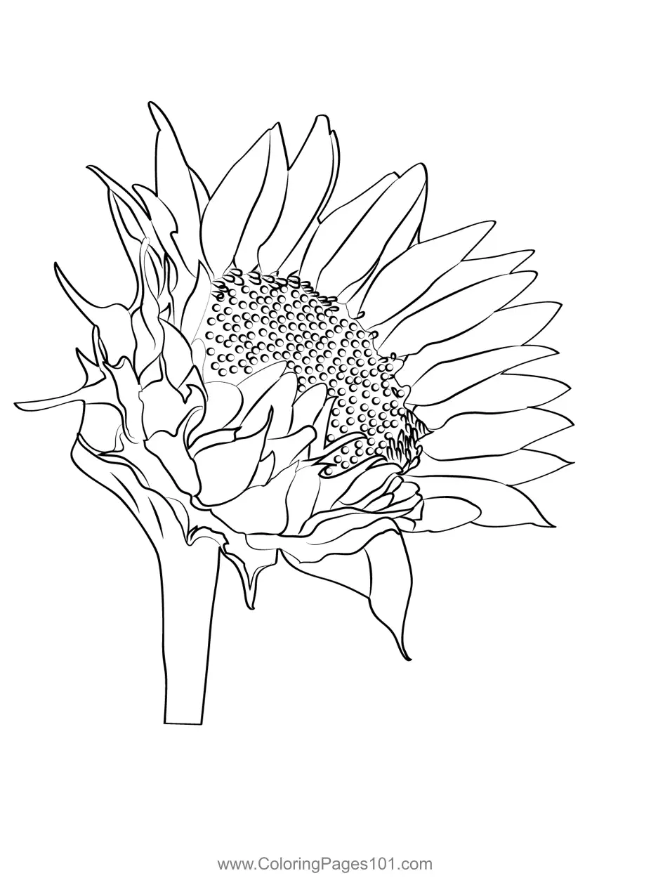 Sunflowers Coloring Pages 9