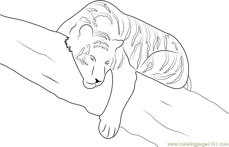 Tiger Coloring Pages 11