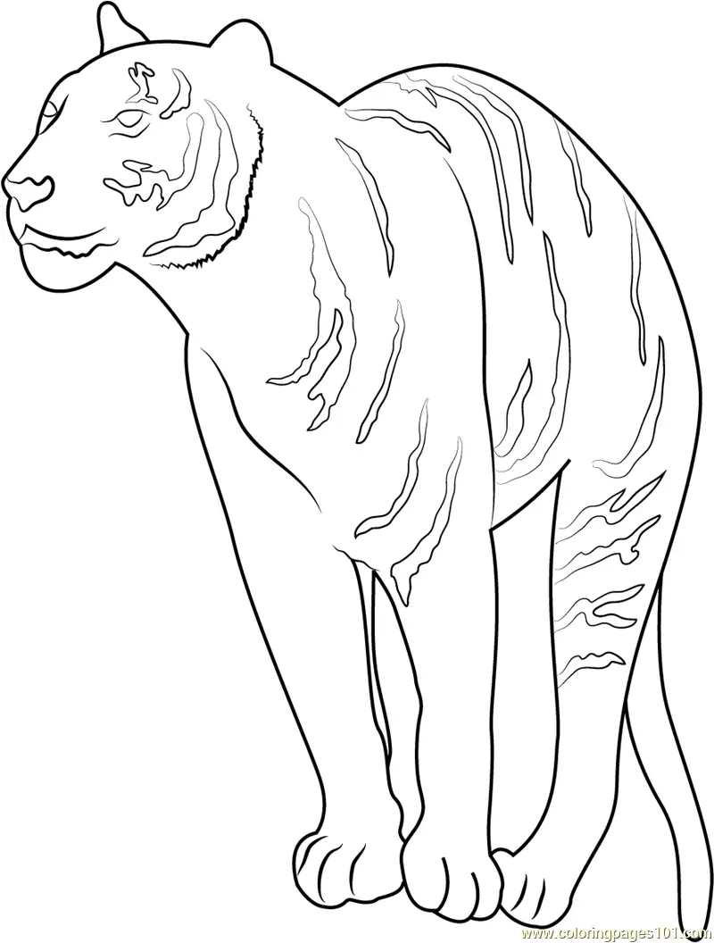 Tiger Coloring Pages 3