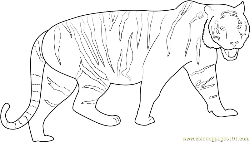 Tiger Coloring Pages 4