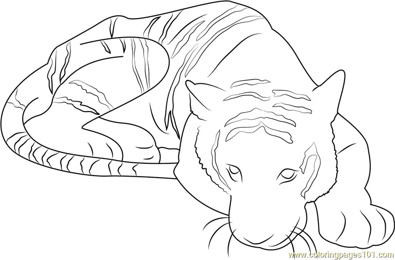 Tiger Coloring Pages 5