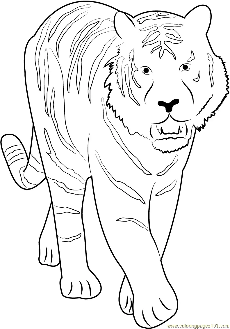 Tiger Coloring Pages 7