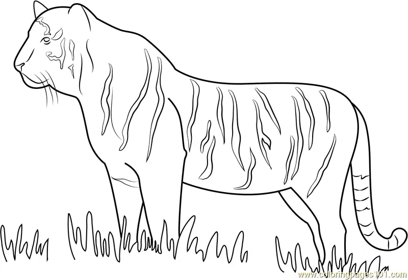 Tiger Coloring Pages 8