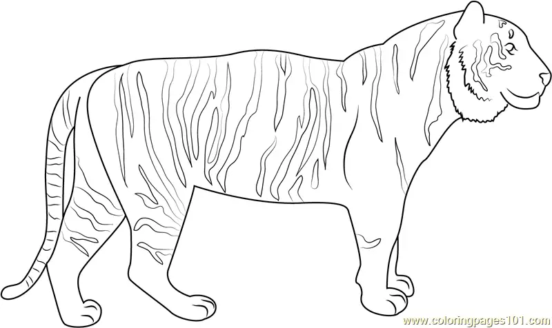 Tiger Coloring Pages 9