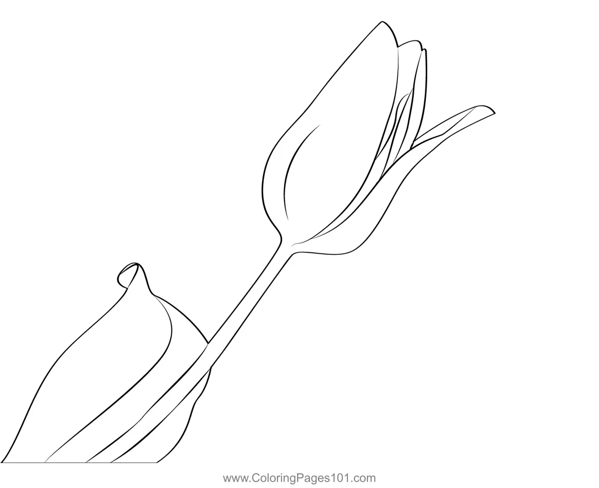 Tulips Coloring Pages 2