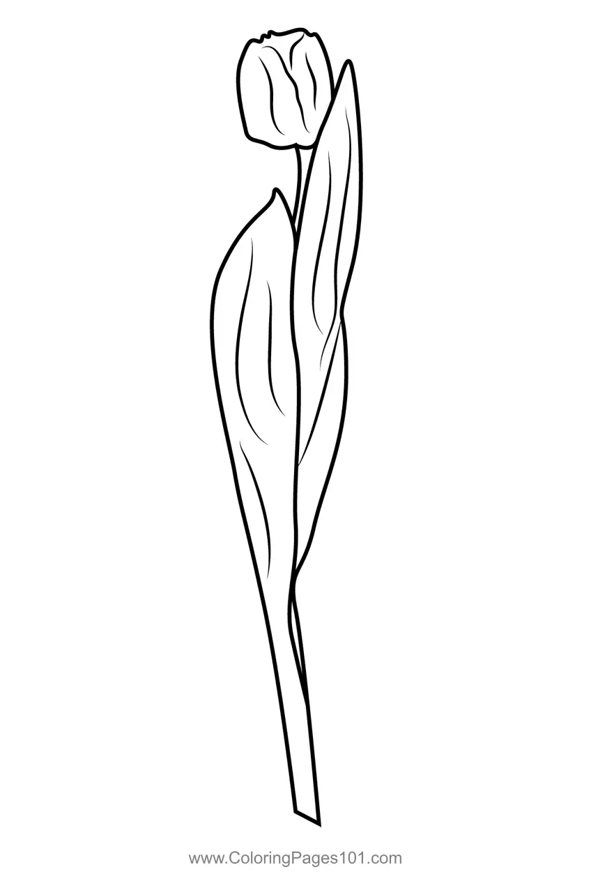 Tulips Coloring Pages 3