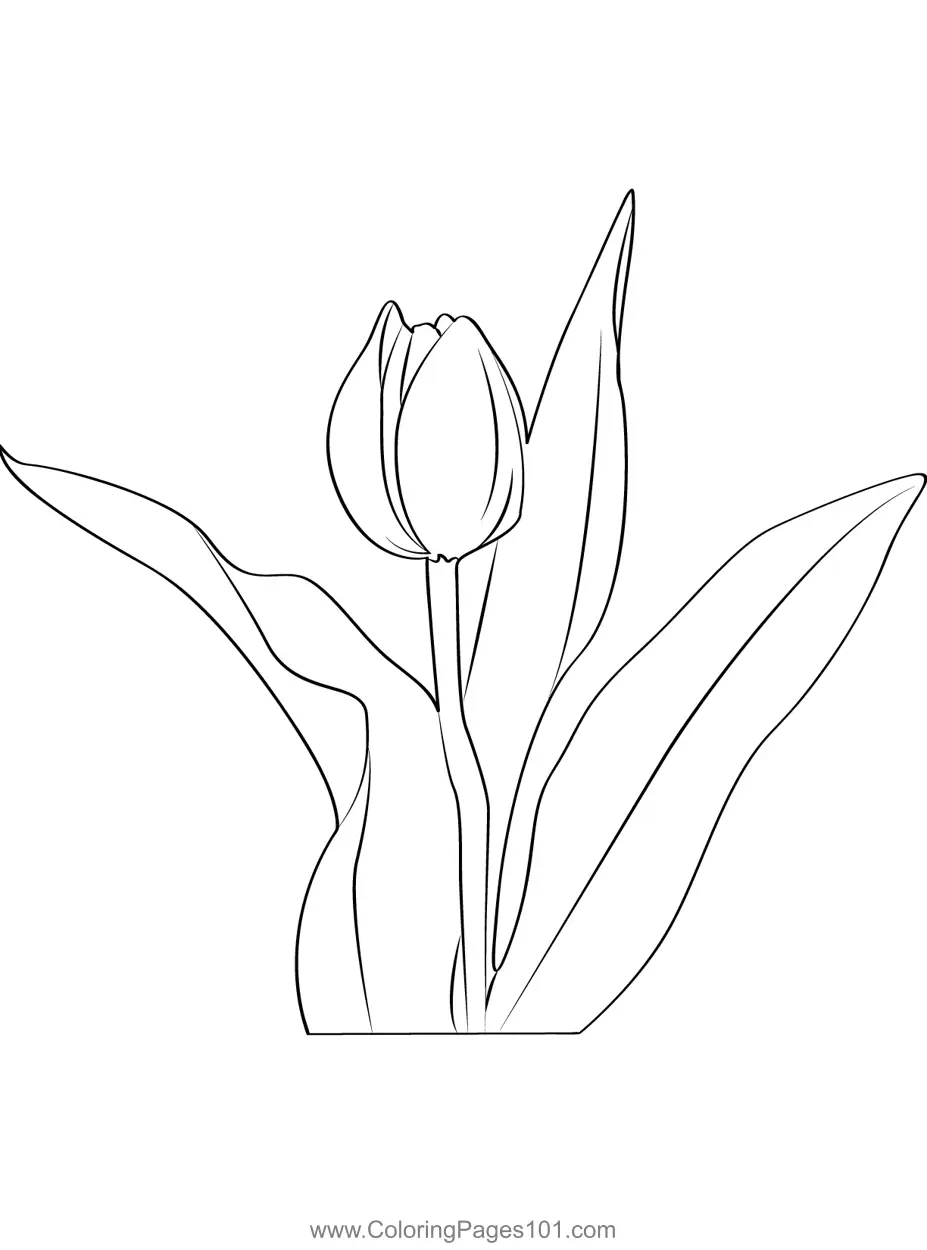 Tulips Coloring Pages 5