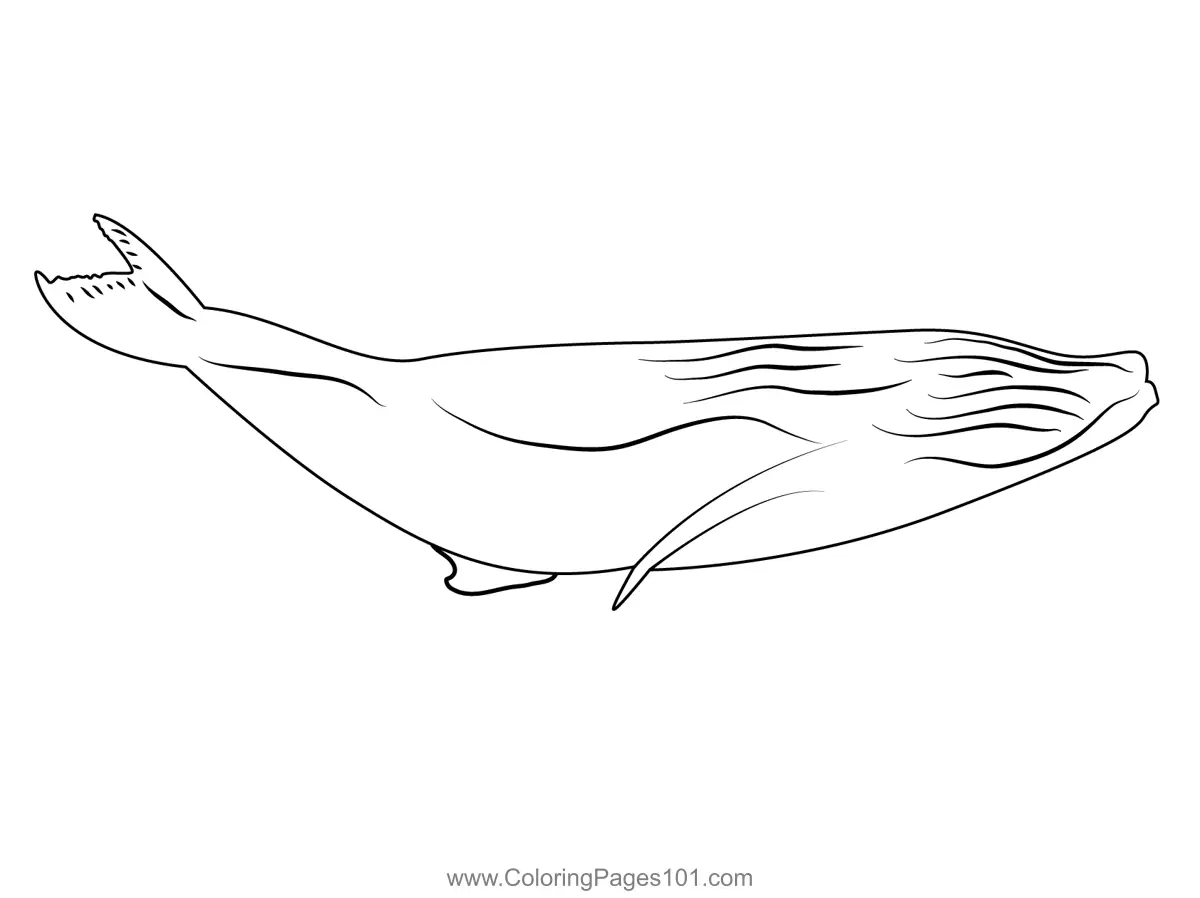 Whales Coloring Pages 10