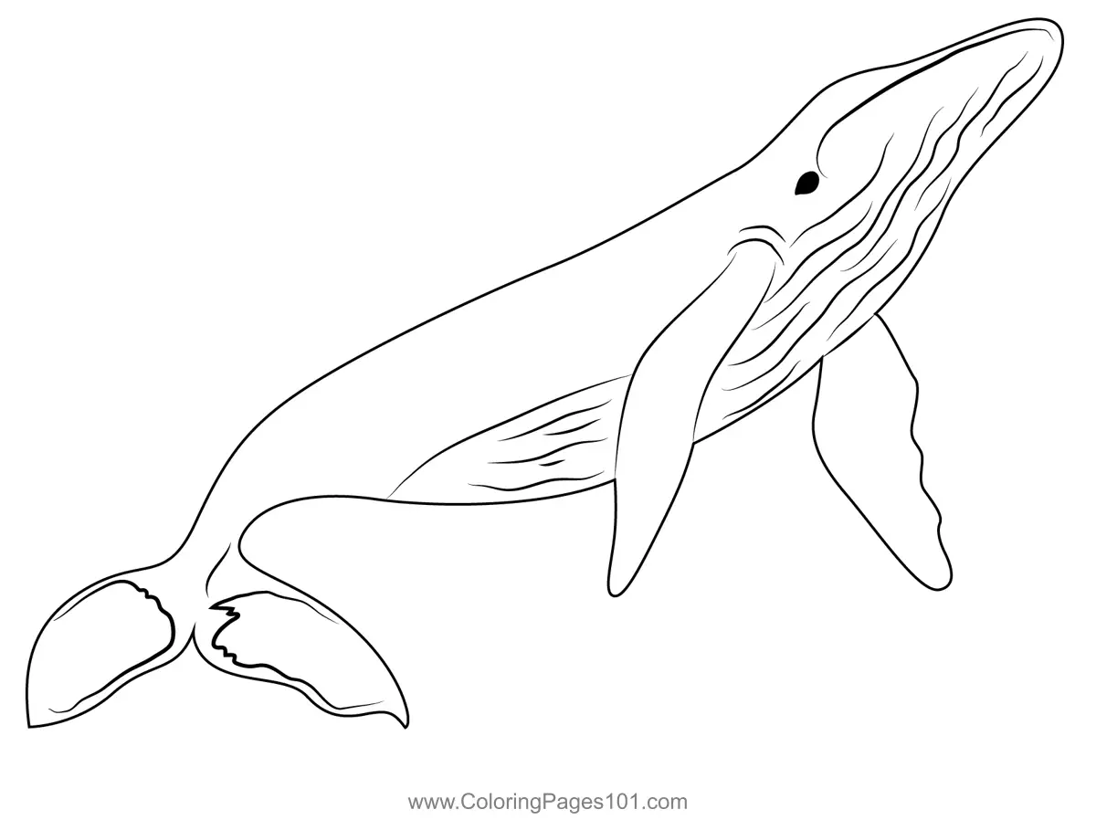 Whales Coloring Pages 4