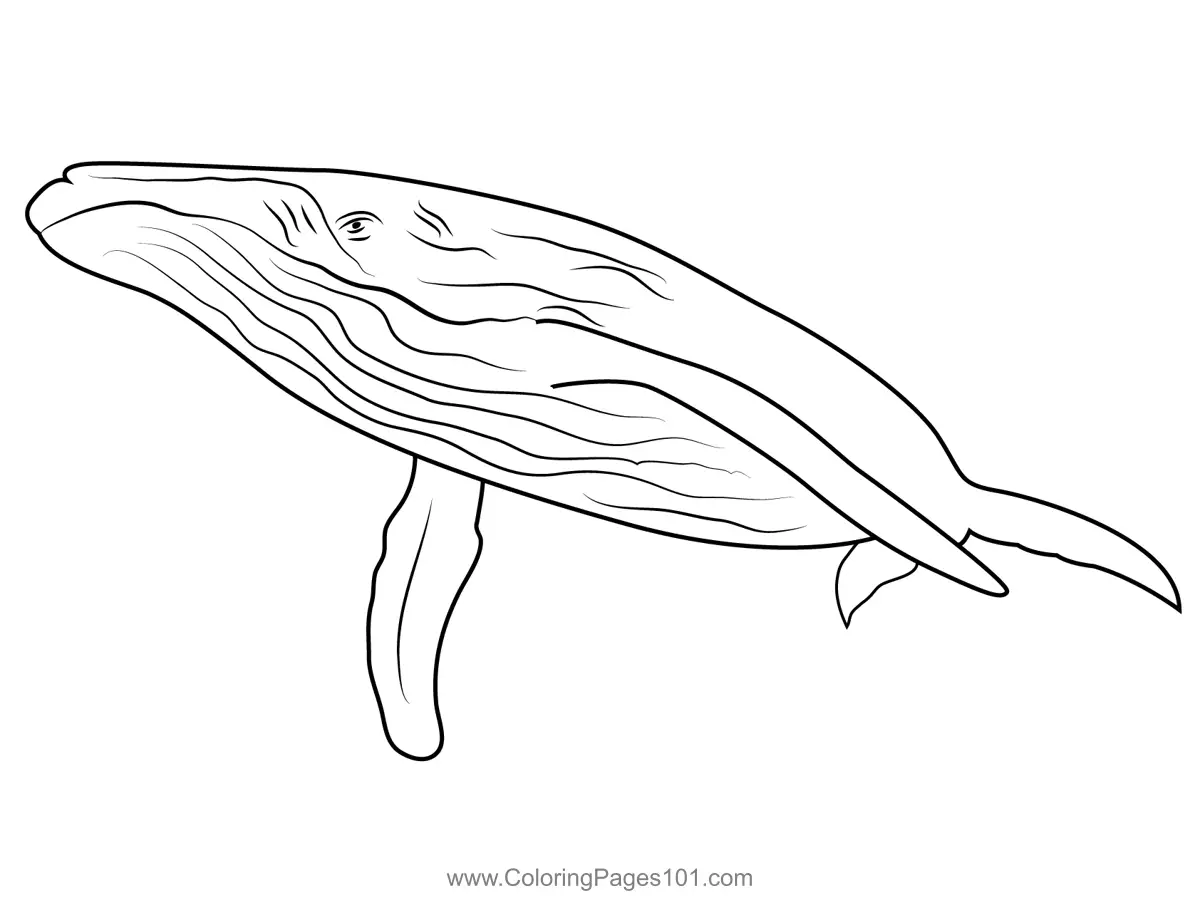 Whales Coloring Pages 9