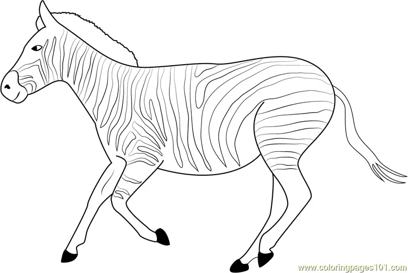 Zebra Coloring Pages