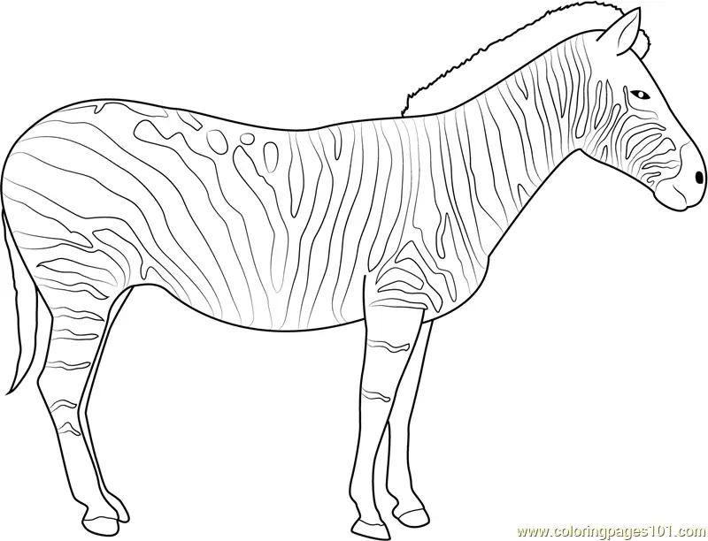 Zebra Coloring Pages 7