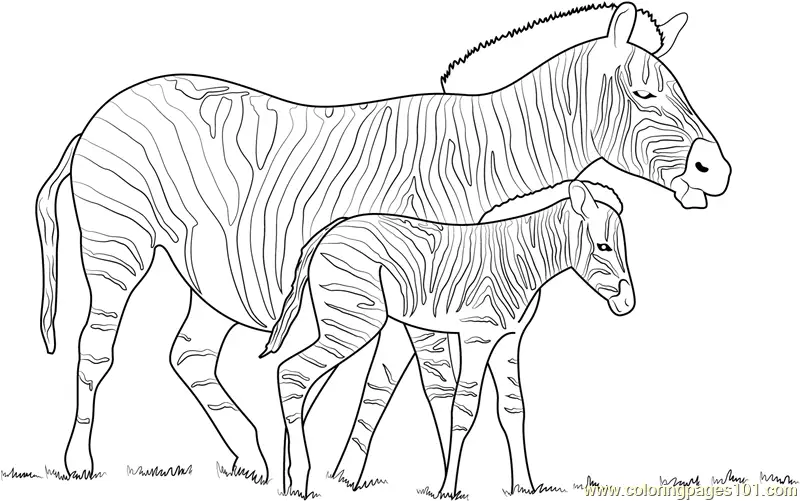 Zebra Coloring Pages 8