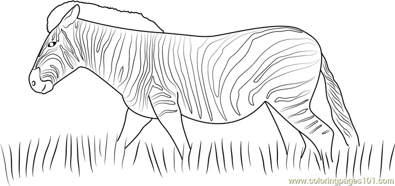 Zebra Coloring Pages 9